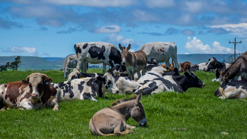 A genética de qualidade transforma o desempenho animal e garante avanços duradouros no agronegócio, afirma Aldo Vendramin.