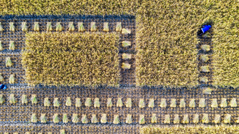 Com a visão estratégica de João Eustáquio De Almeida Junior, a produção agropecuária pode reduzir desperdícios e ampliar a rentabilidade no campo de forma sustentável.