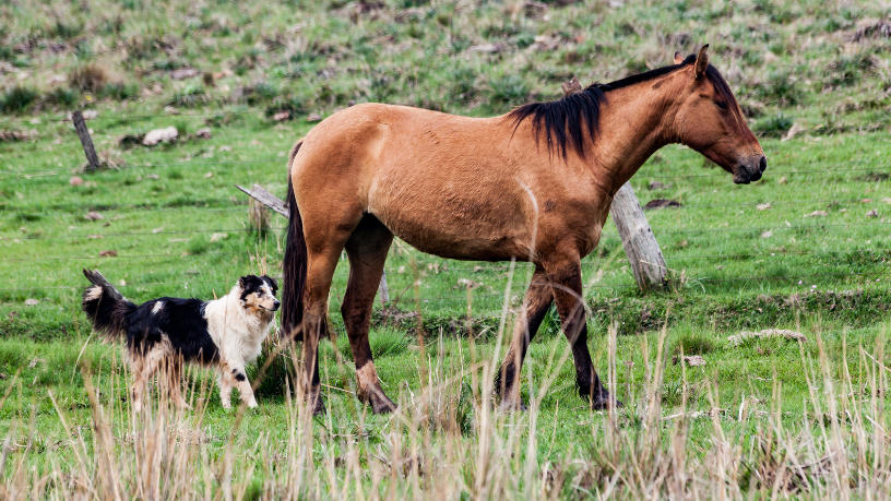 Patrimônio cultural e produtivo dos cavalos Crioulos analisado por Aldo Vendramin.


